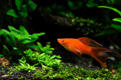 Assorted Swordtail