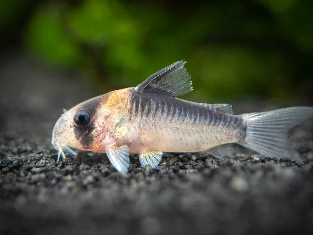 Adolfoi Corydoras Tank Raised