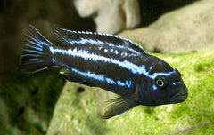 Melano. Cyaneorhabdos 'Maingano' Cichlid