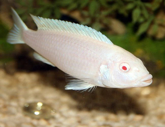 Malawi Albino