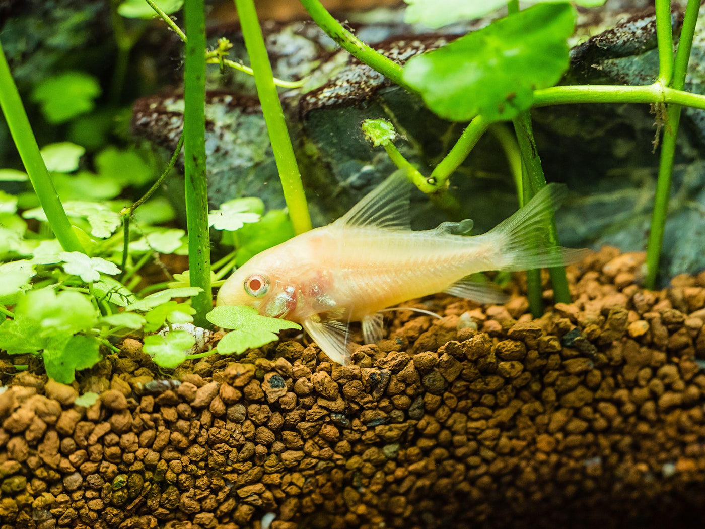 Albino Corydoras