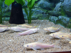 Albino Corydoras