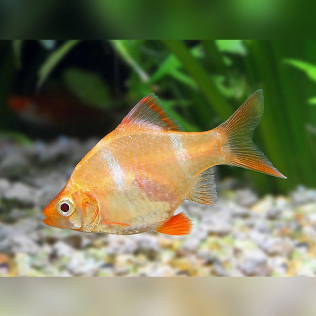 Albino Tiger Barb