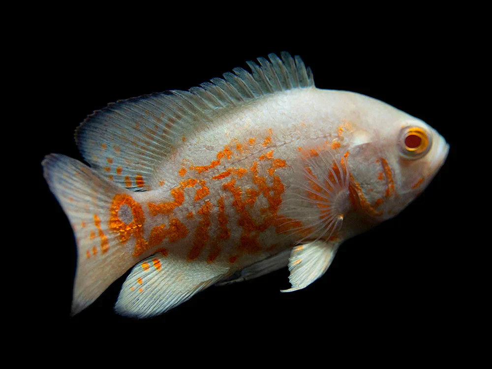 Albino Tiger Oscar