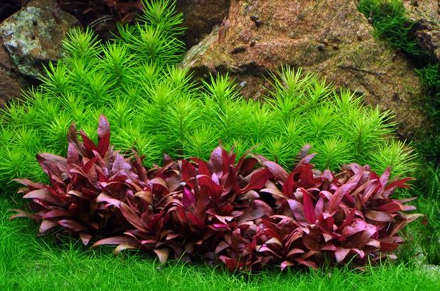 Alternanthera Cardinalis