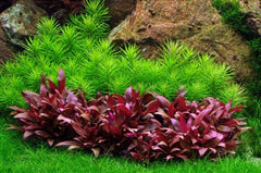Alternanthera Cardinalis