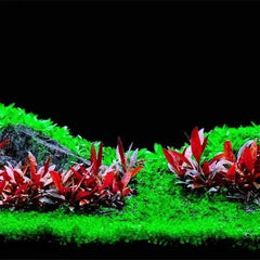 Alternanthera Cardinalis