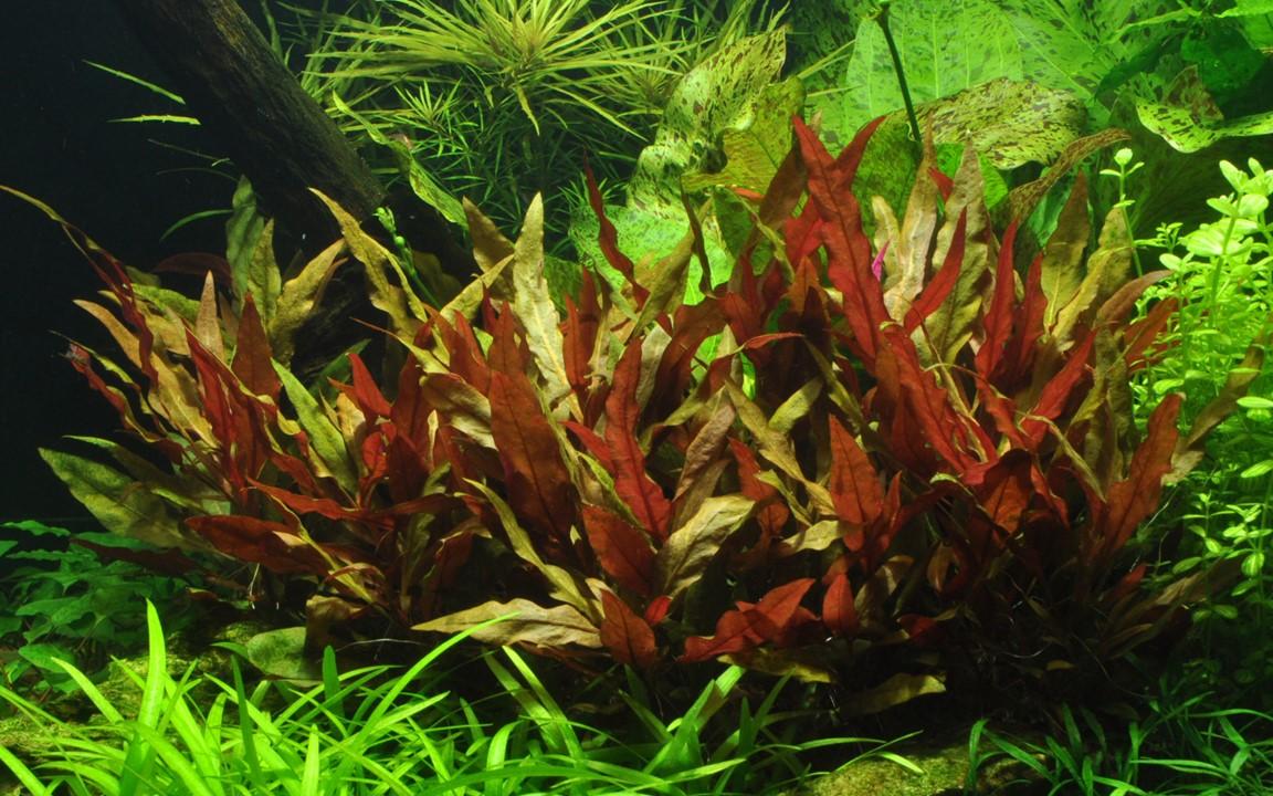 Alternanthera Reineckii