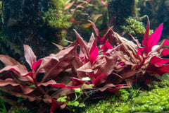 Alternanthera Reineckii Mini