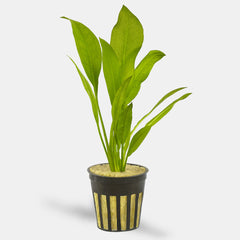Echinodorus Bleheri
