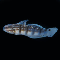 Dragon Sleeper Goby - Medium