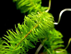 Anacharis Najas Plant Bunched