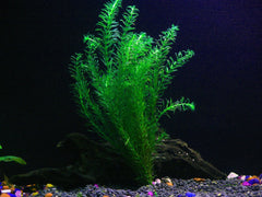 Anacharis Plant Bunched