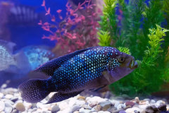 Jack Dempsey Cichlid