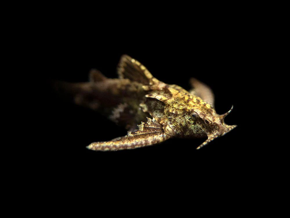 Stone Catfish