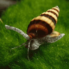 Assassin Snail