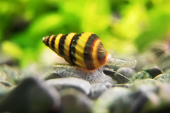 Snail Eating Snail