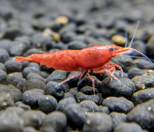 Pumpkin Shrimp