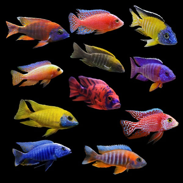 Malawi Assorted