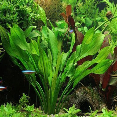 Assorted Sword Plant Potted