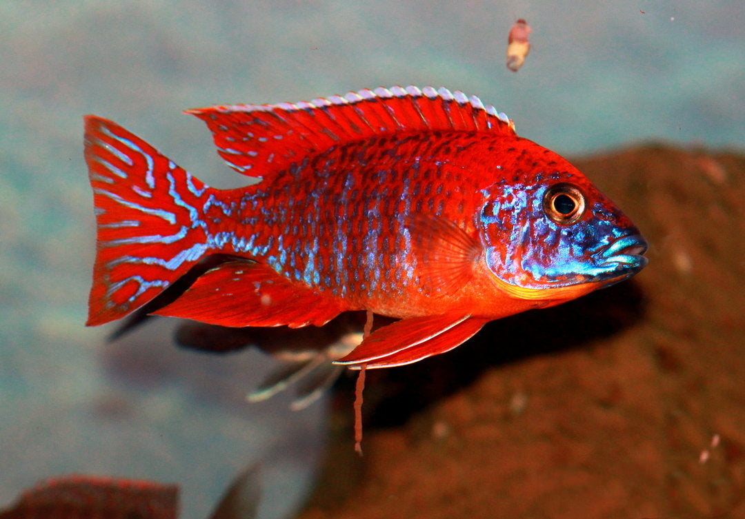 Aulonocara Ob Peacock Super Red Super Red