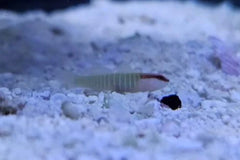 Green Banded Goby - Small