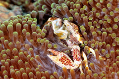 Porcelain Crab - Medium