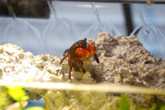 Red Claw Crab