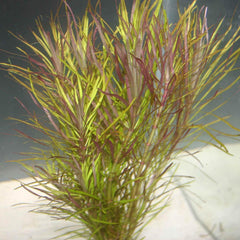 Pogostemon Stellatus Plant Bunched