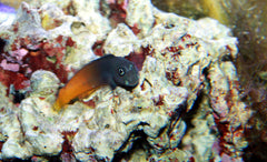 Goldentail Black Blenny - Medium