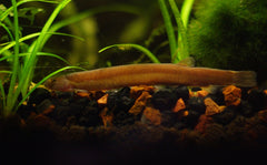 Black Kuhlii Loach