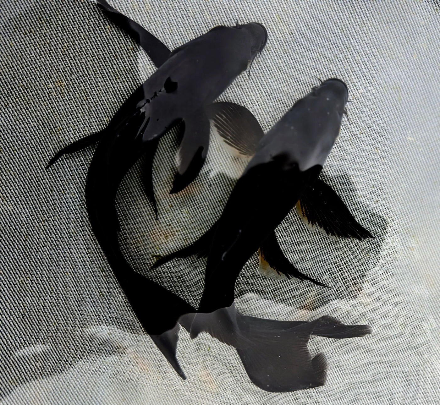 Black Platinum Long Fin Koi - 12-14"