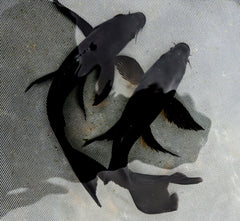 Black Platinum Long Fin Koi - 12-14"