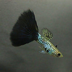 Guppy - Haritha Green Tiger Dragon