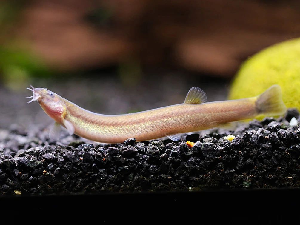 Black Kuhlii Loach