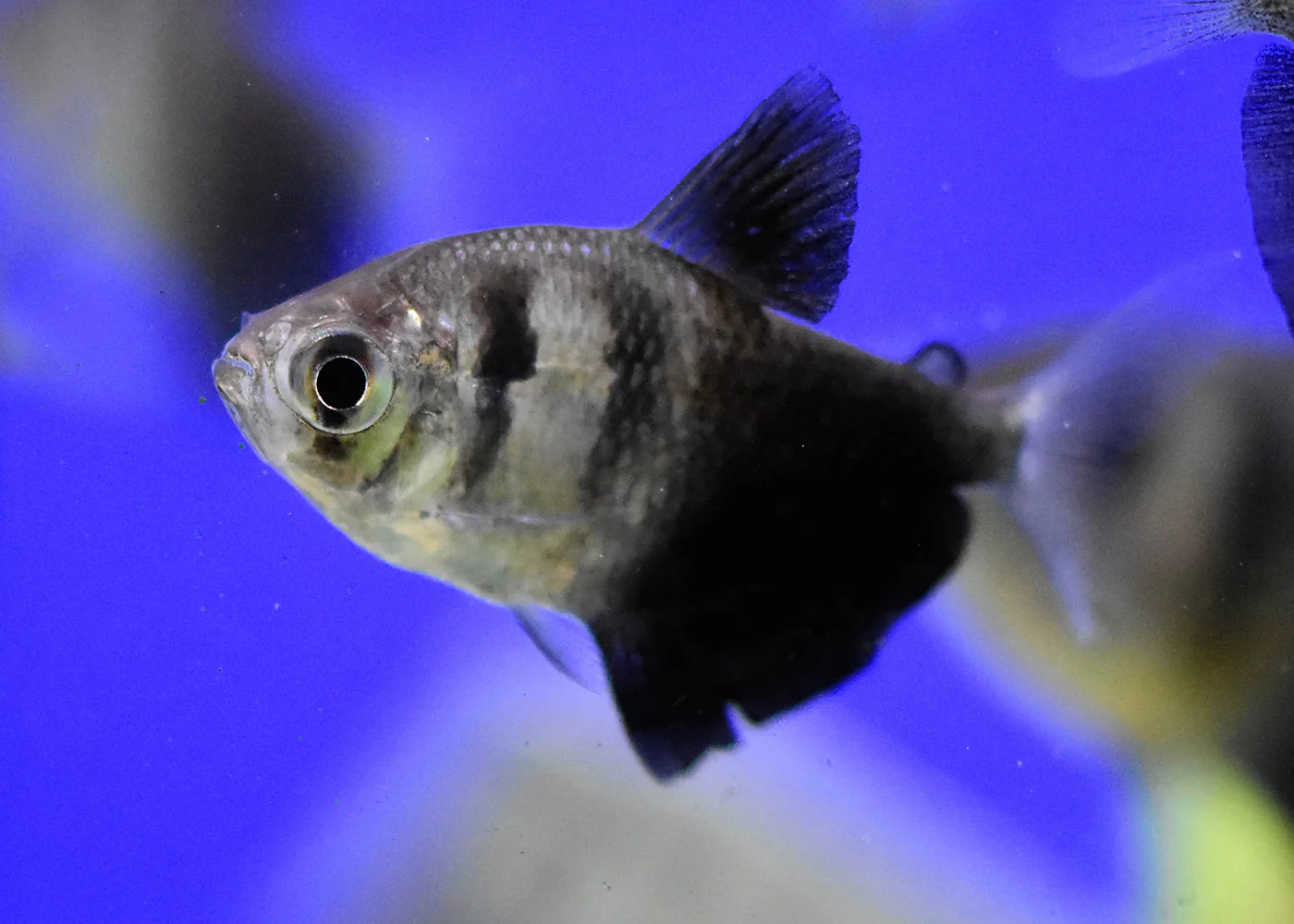 Tetra Black Widow