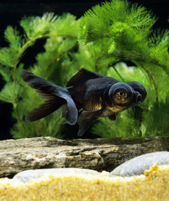 Black Butterfly Telescope Goldfish
