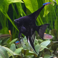 Black Angel