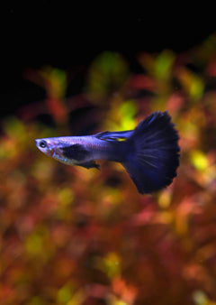 Guppy - Blue Elephant Half Moon