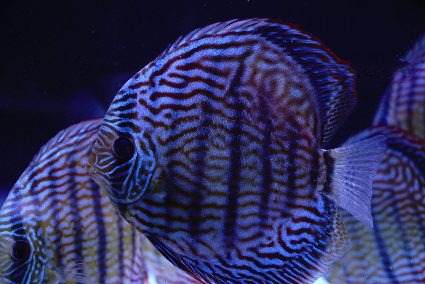 Tiger Discus