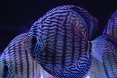 Tiger Discus