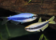 Tetra Blue Emperor - Tank Bred