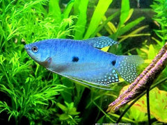 Blue Gourami Tropical Fish