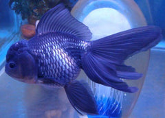Blue Oranda Goldfish