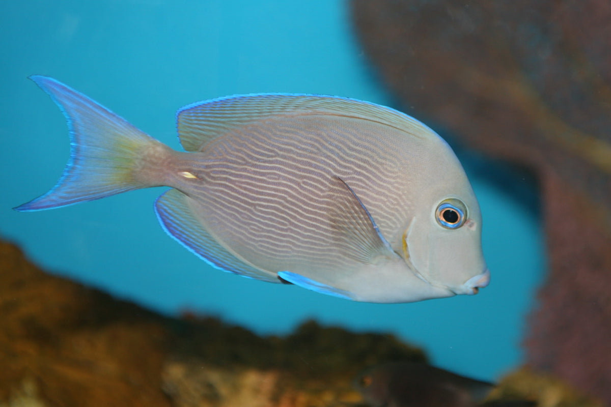 Doctor Tang - Large | Saltwater Fish | Aquarium Supply Co.