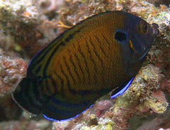 Blue Fin Angel - Medium