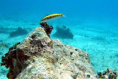 Green Coris Wrasse - Small