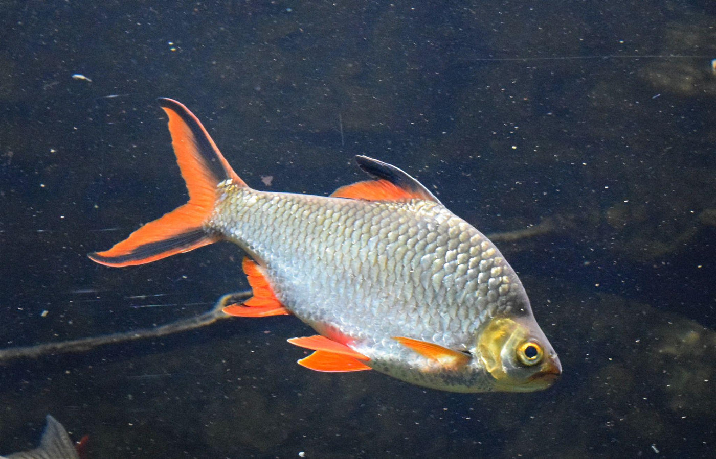 Blushing Tinfoil Barb