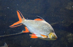 Blushing Tinfoil Barb