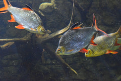 Blushing Tinfoil Barb